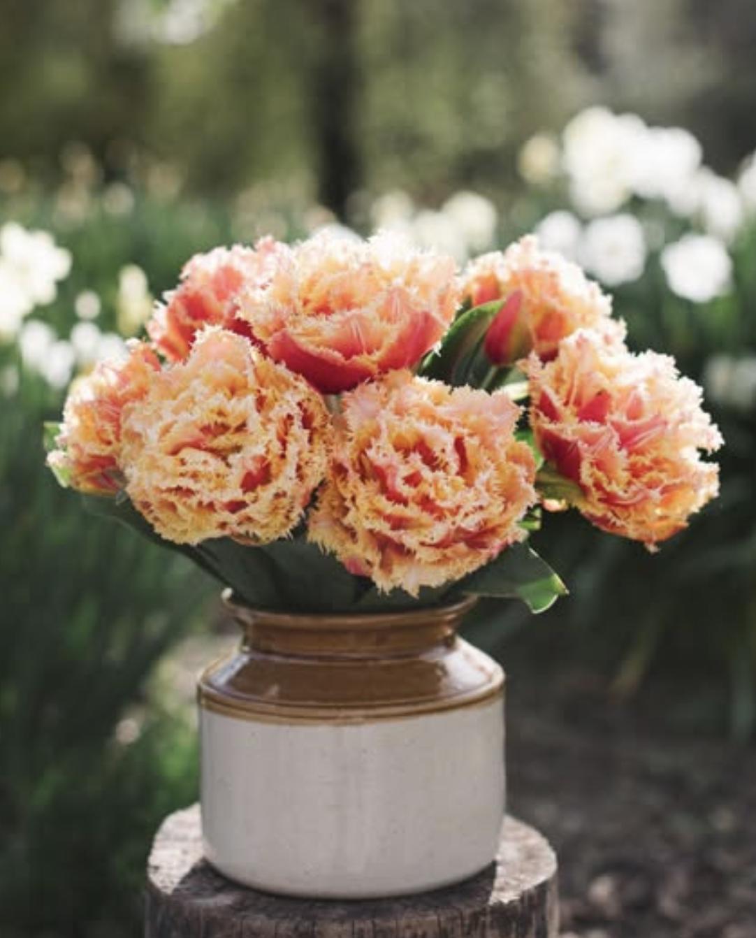 Brisbane & Queensland Mix - 8 Tulip Bulbs