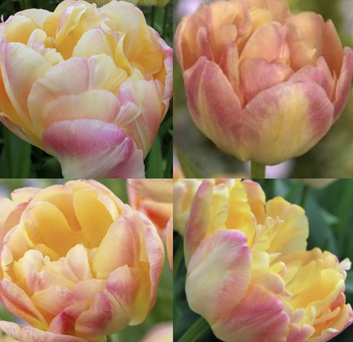 Tulip Creme Upstar - 8 Bulbs