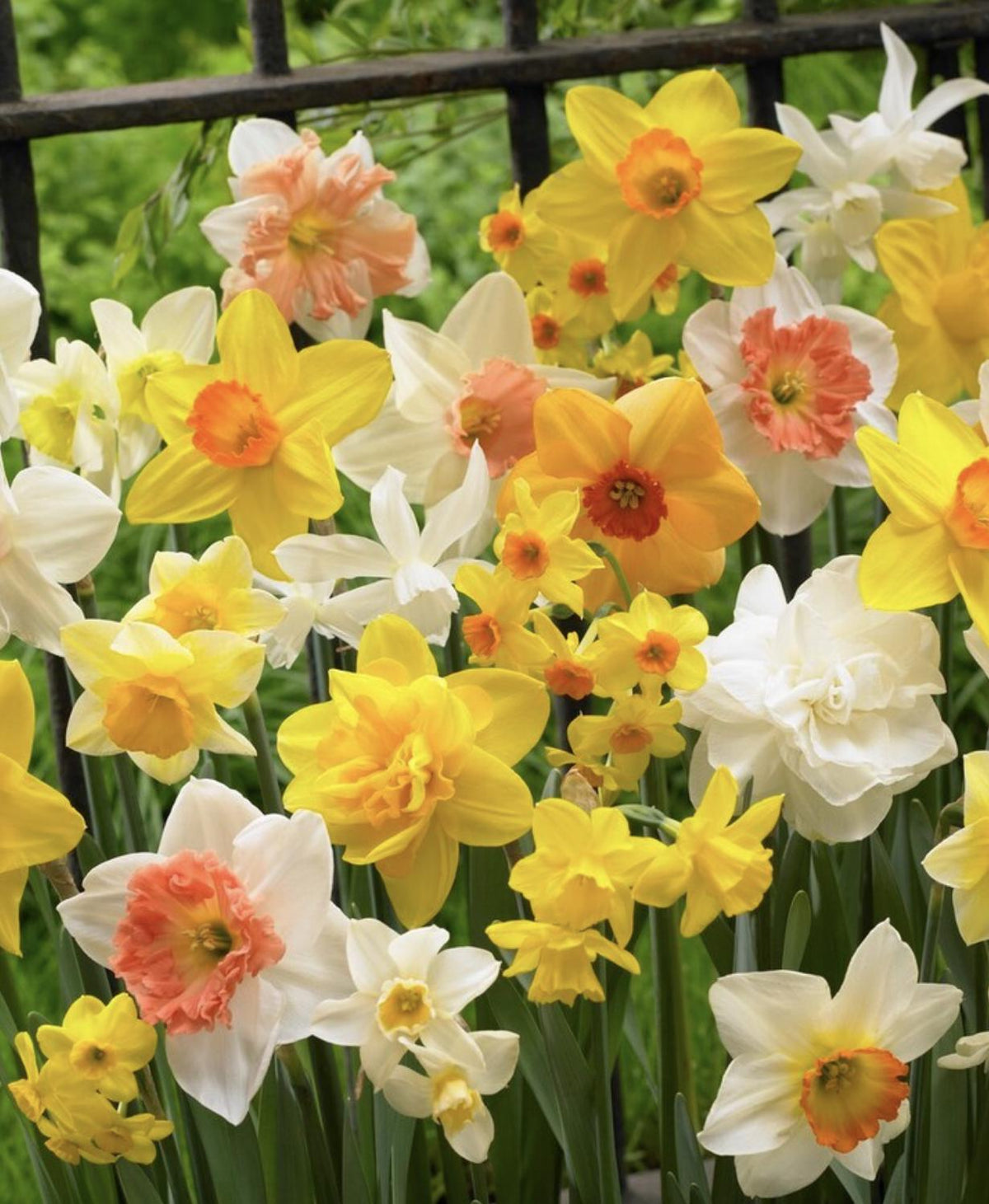 Daffodil Bulb Mix – 35 Pack Bulbs