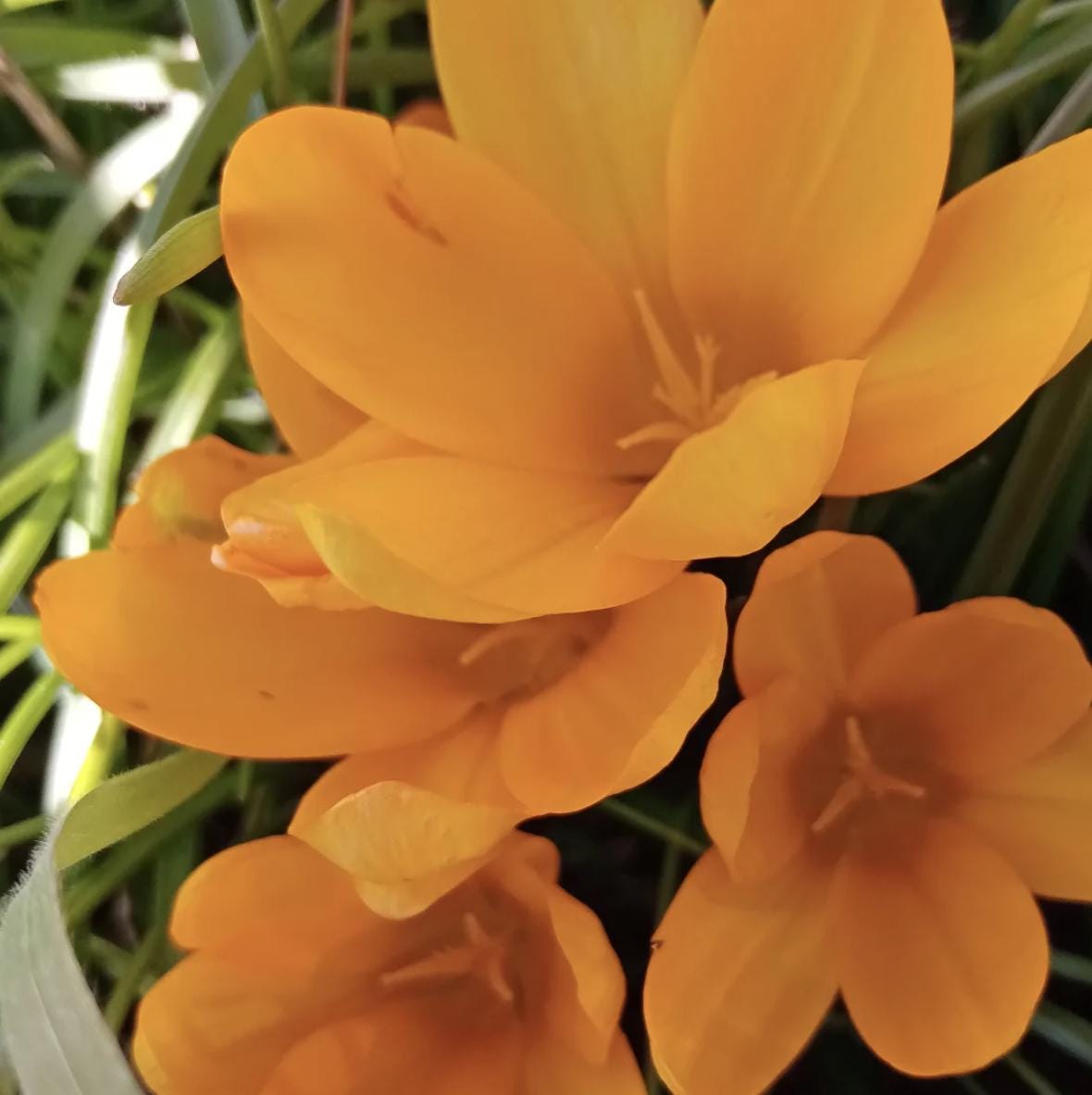 Crocus Vernus Mix – 12 Bulbs