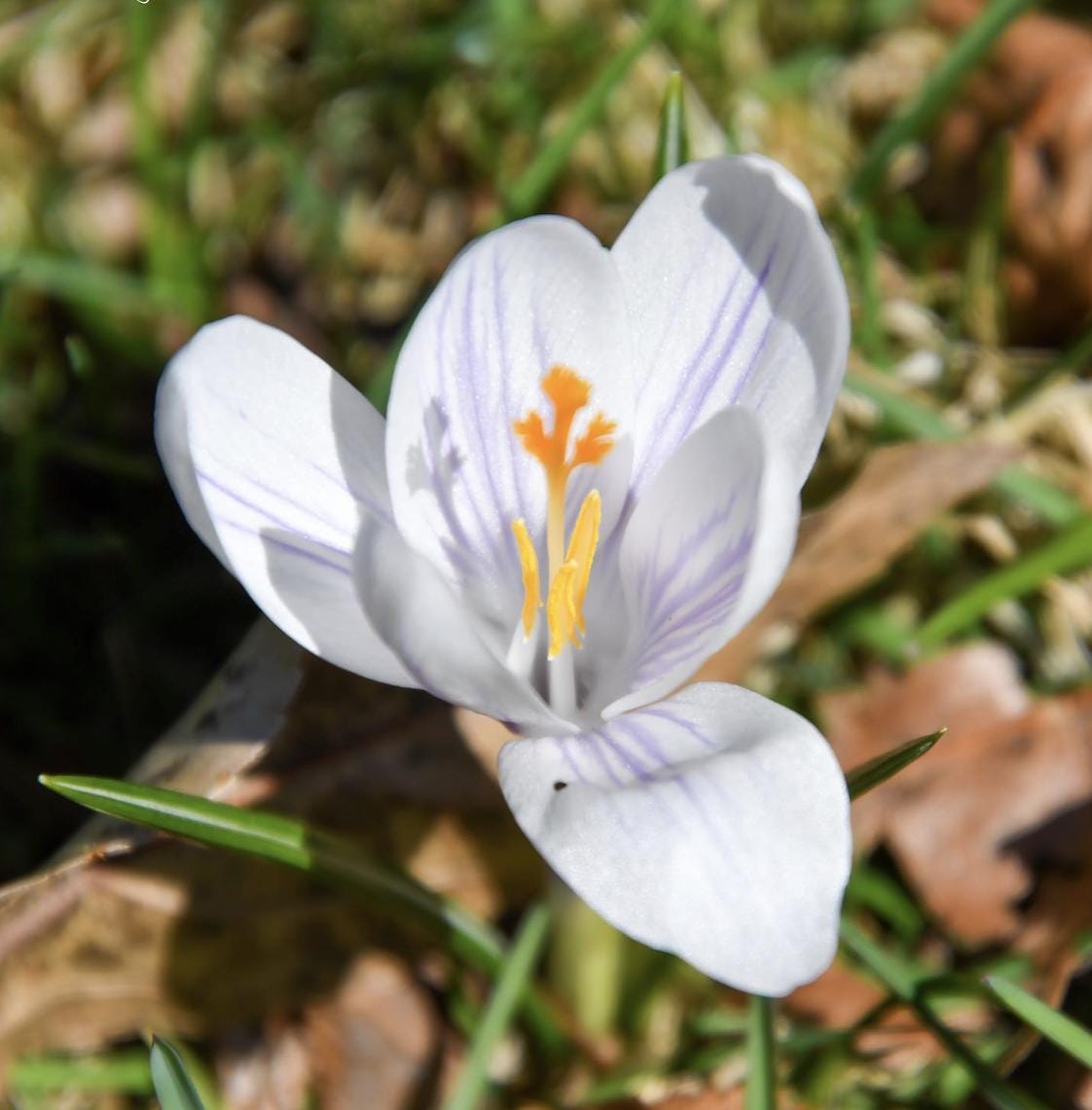 Crocus Vernus Mix – 12 Bulbs