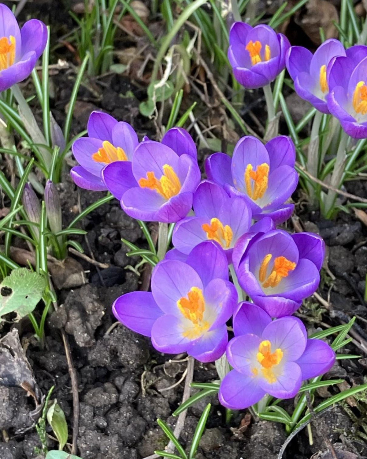 Crocus Tommasinianus Barr's Purple – 15 Bulbs