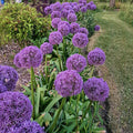 Allium Gladiator Bulbs - 4 Bulbs