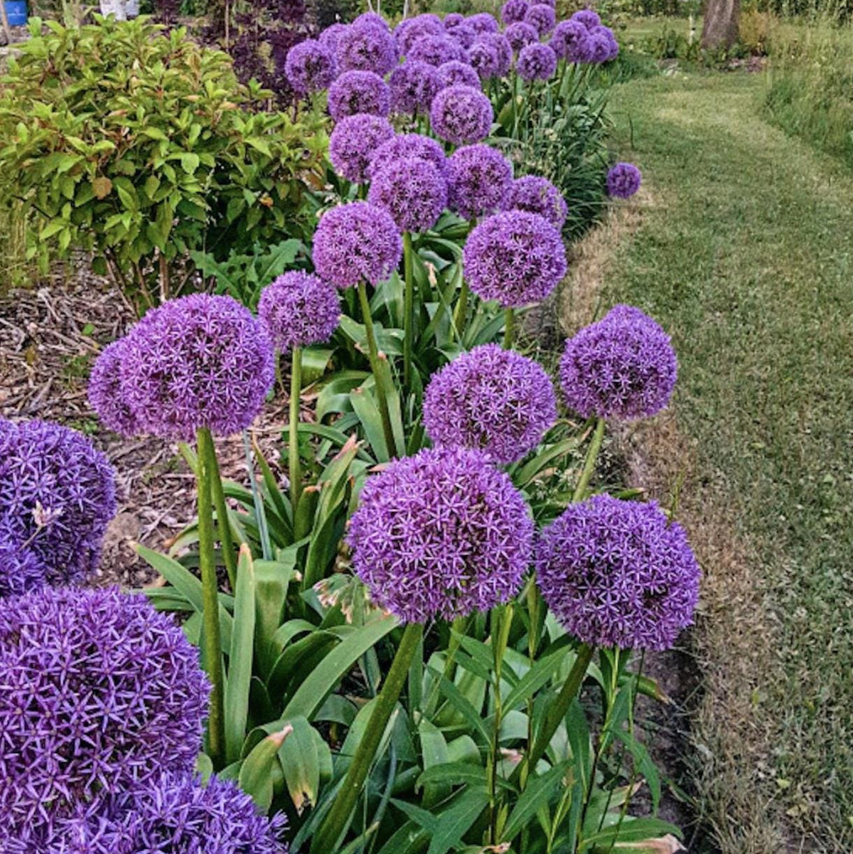 Allium Gladiator Bulbs - 4 Bulbs
