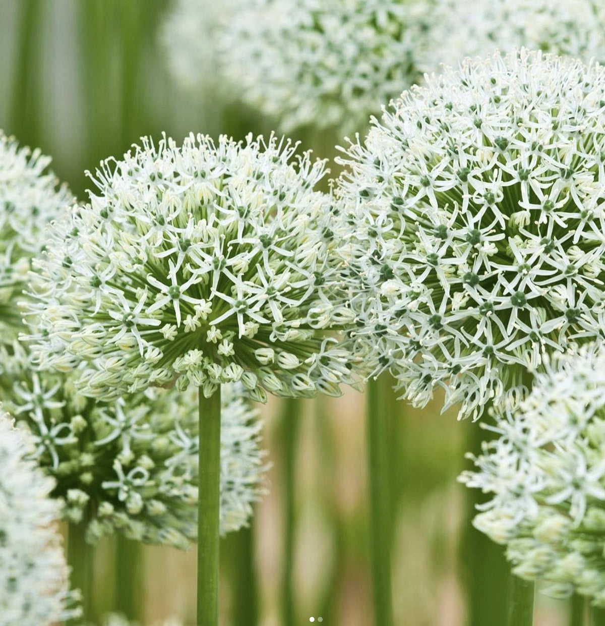 Mount Everest Allium Bulbs – 2 Bulbs