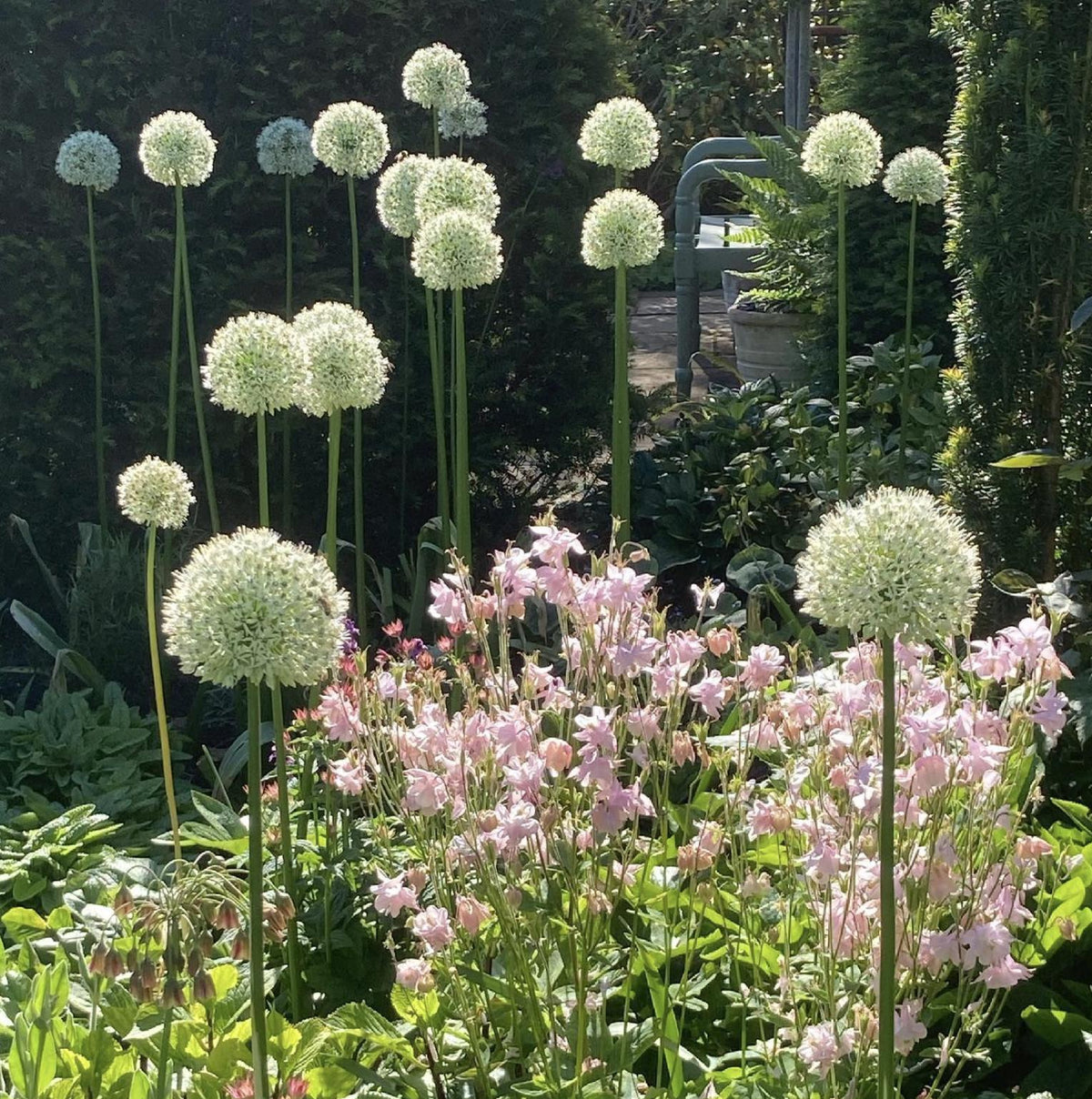 Mount Everest Allium Bulbs – 2 Bulbs