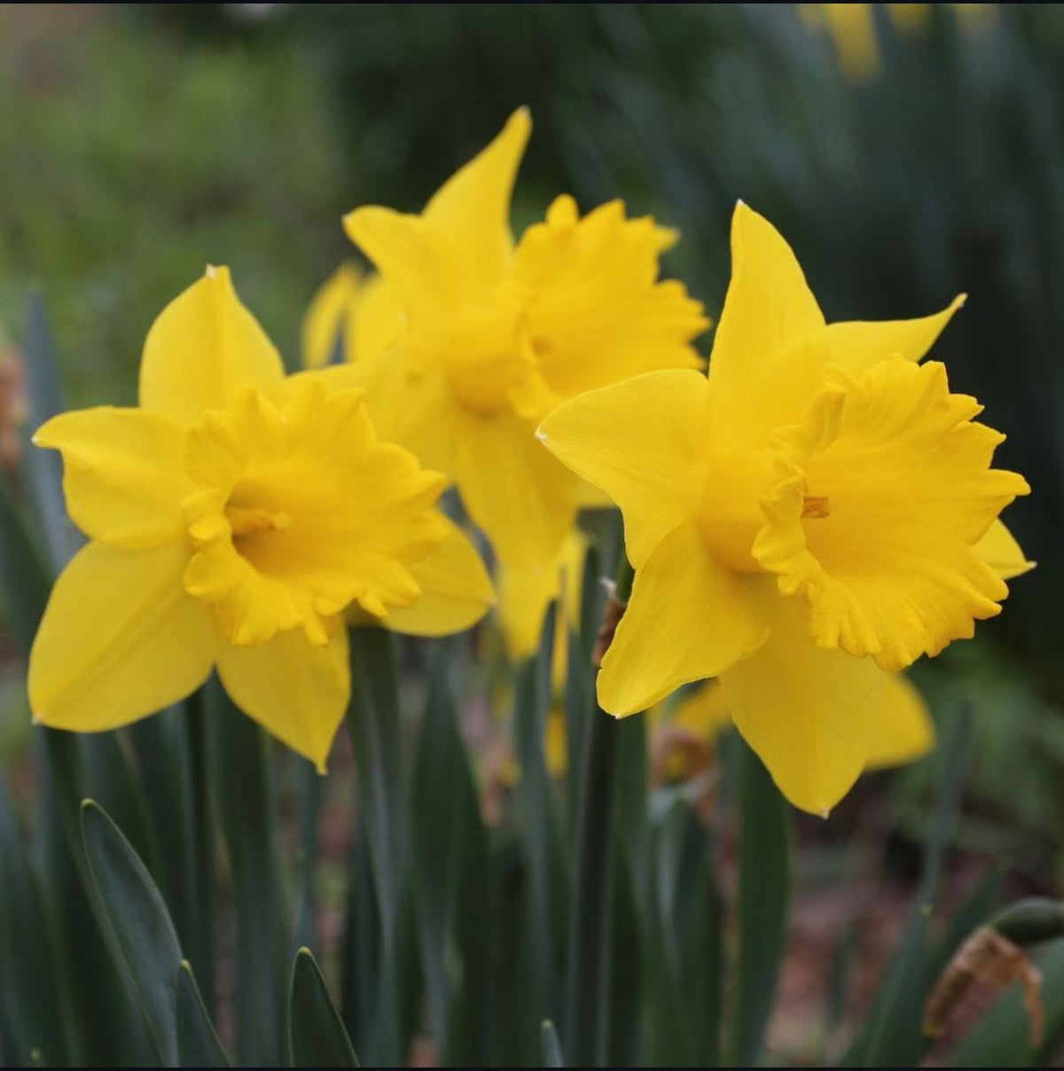 Dutch Master Daffodil Bulbs – 35 Bulbs