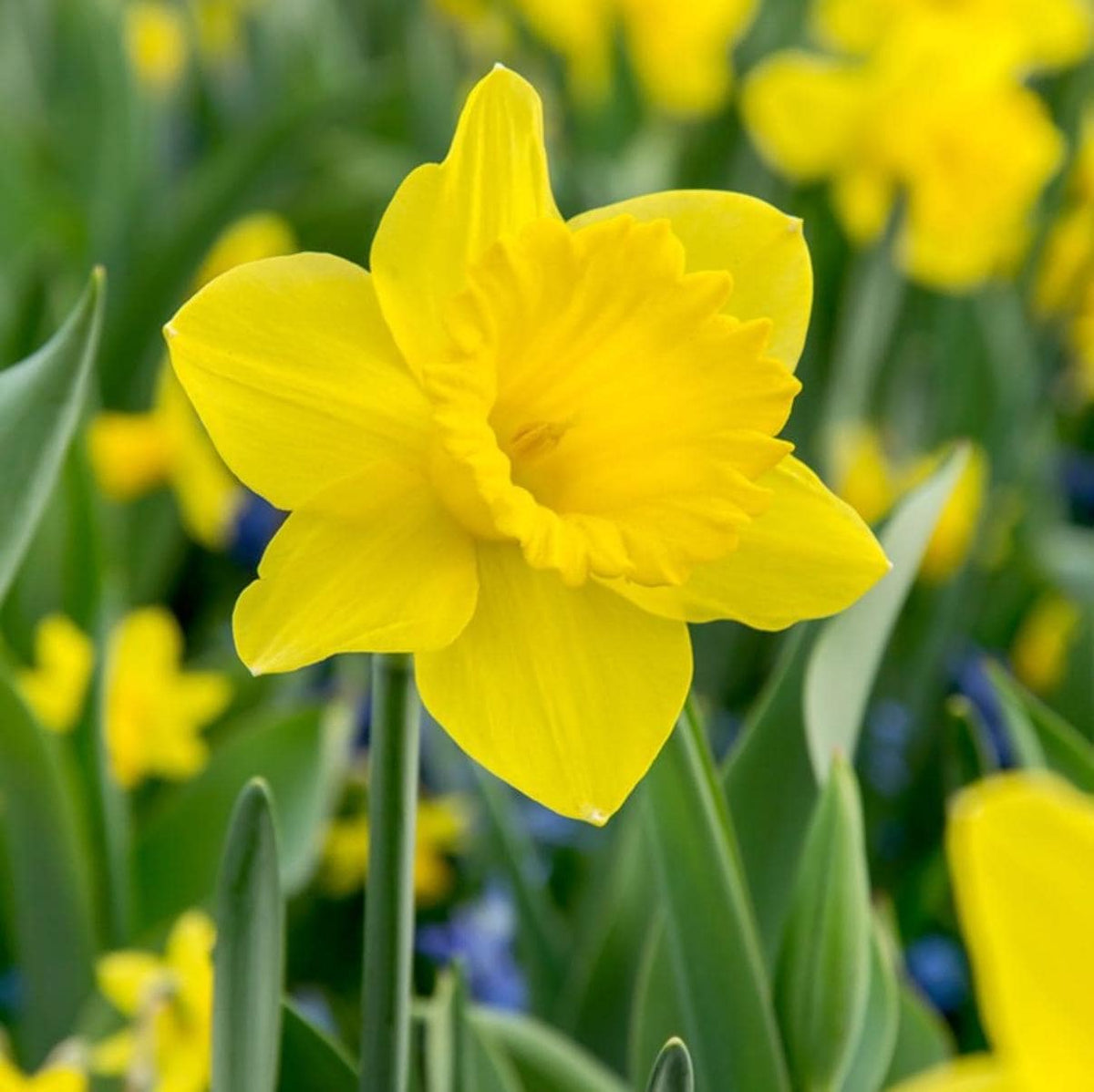 Dutch Master Daffodil Bulbs – 35 Bulbs