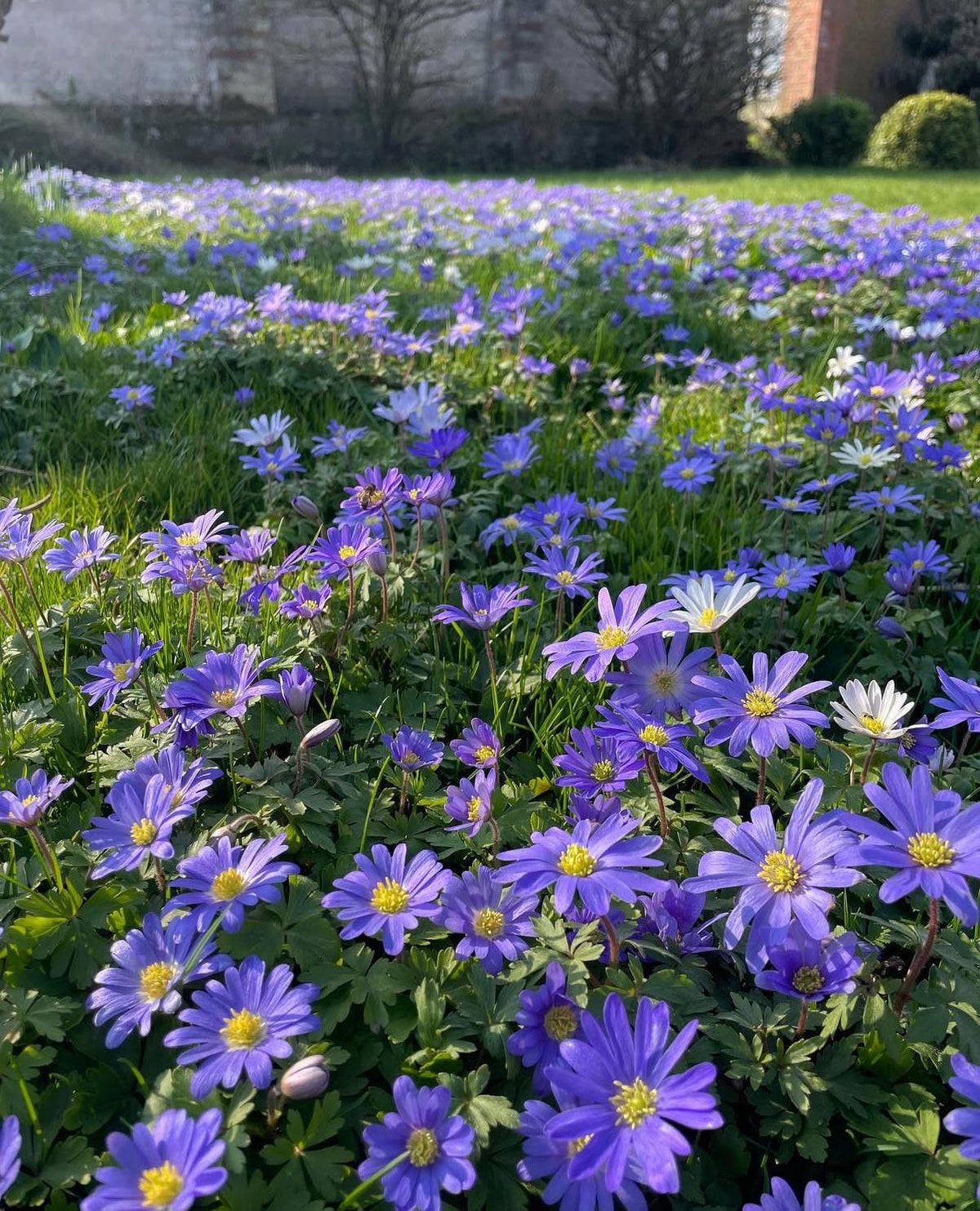 Anemone Blanda Bulbs 50 Corms