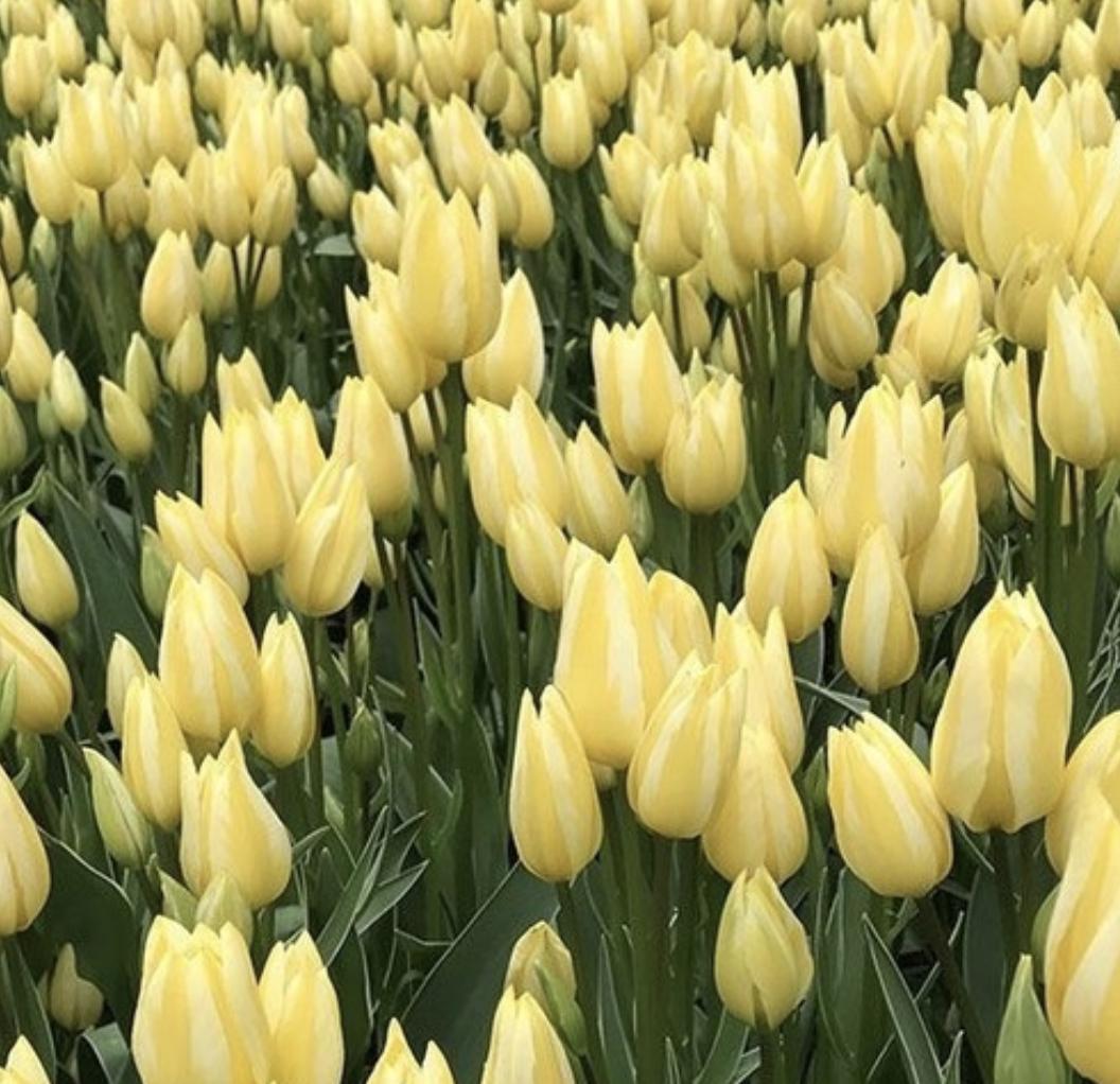 Tulip Antoinette - 8 Bulbs