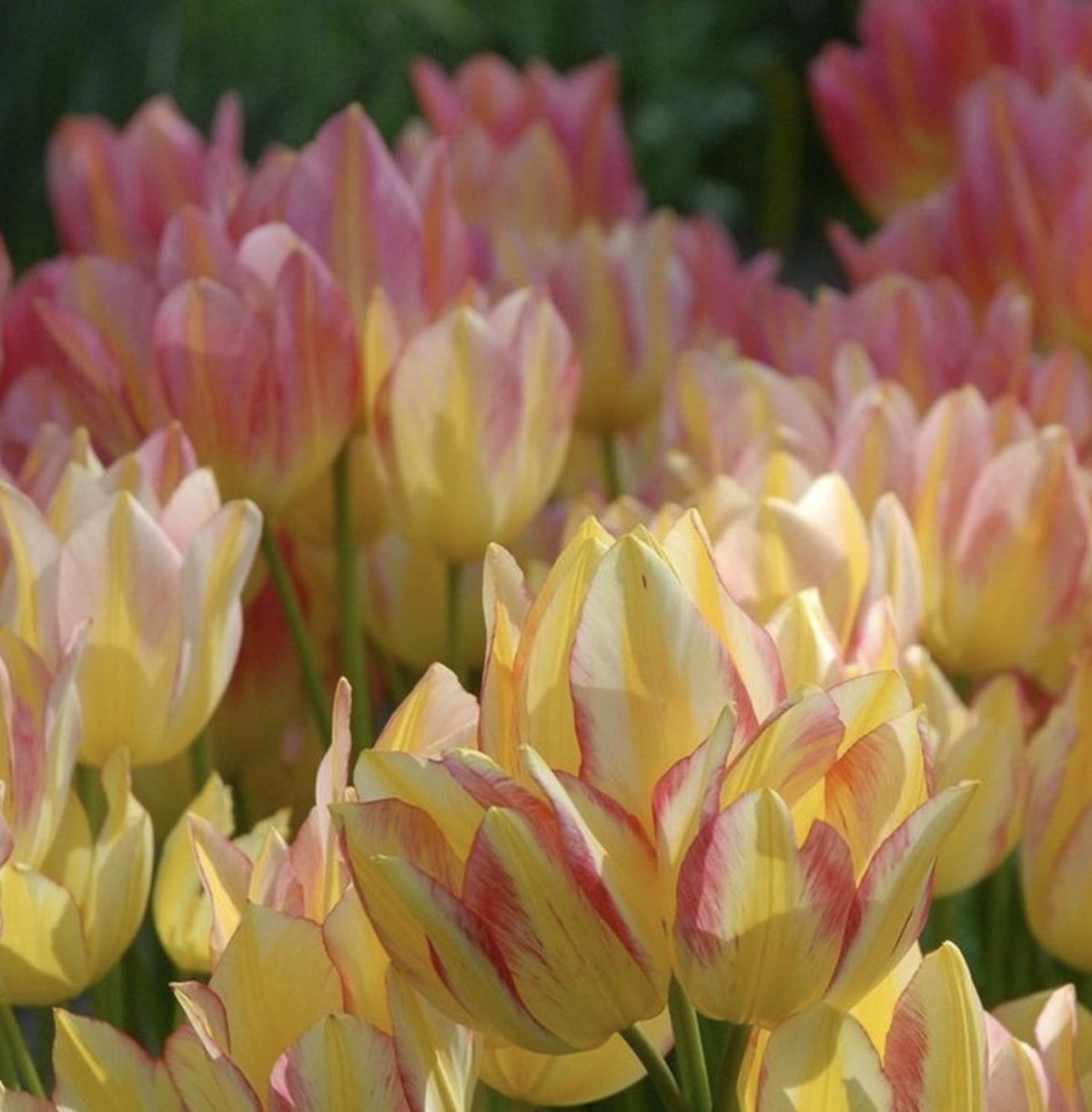 Tulip Antoinette - 8 Bulbs