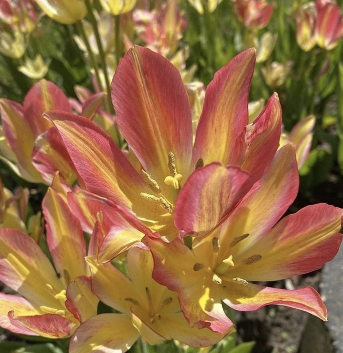 Tulip Antoinette - 8 Bulbs