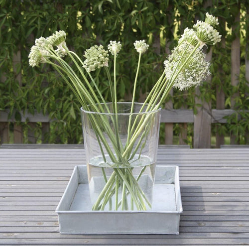 Allium Nigrum Bulbs - 20 Bulbs