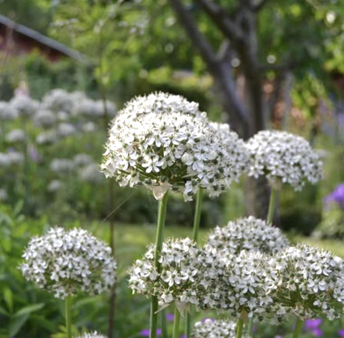 Allium Nigrum Bulbs - 20 Bulbs