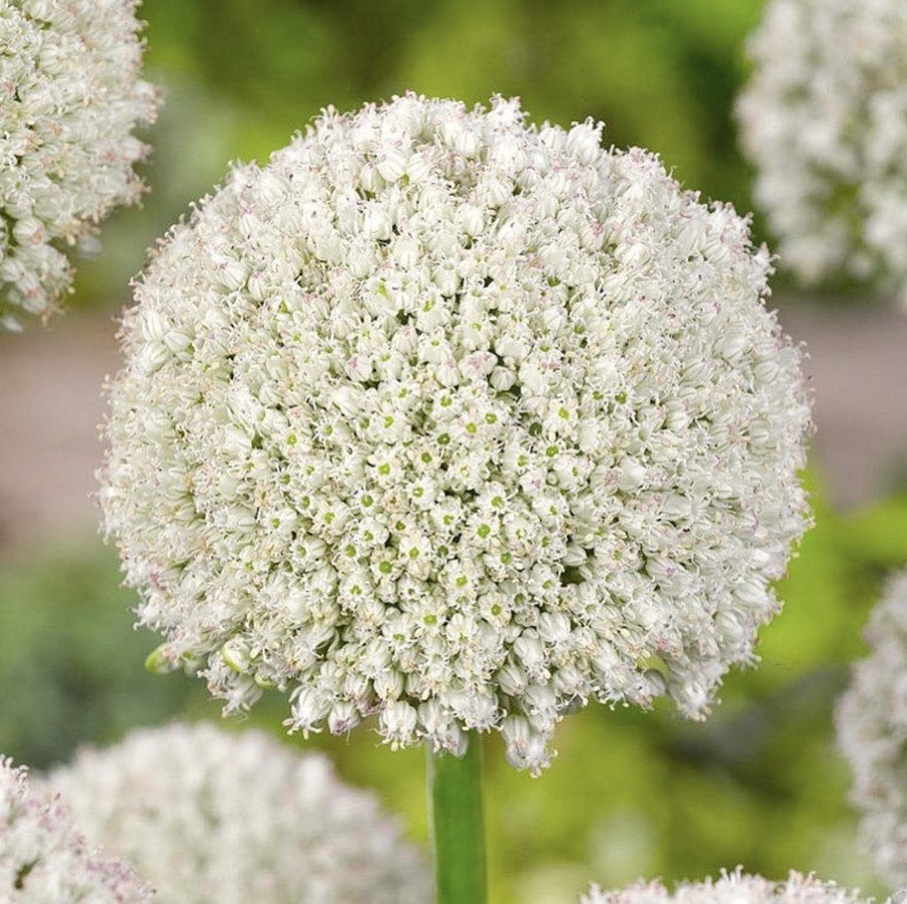 Allium Ping Pong Bulbs - 25 Bulbs