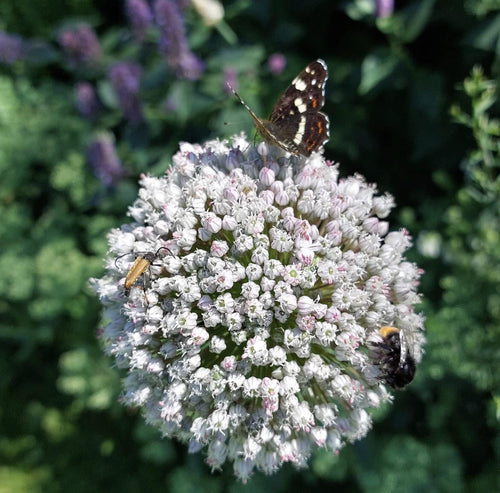 Allium Ping Pong Bulbs - 25 Bulbs