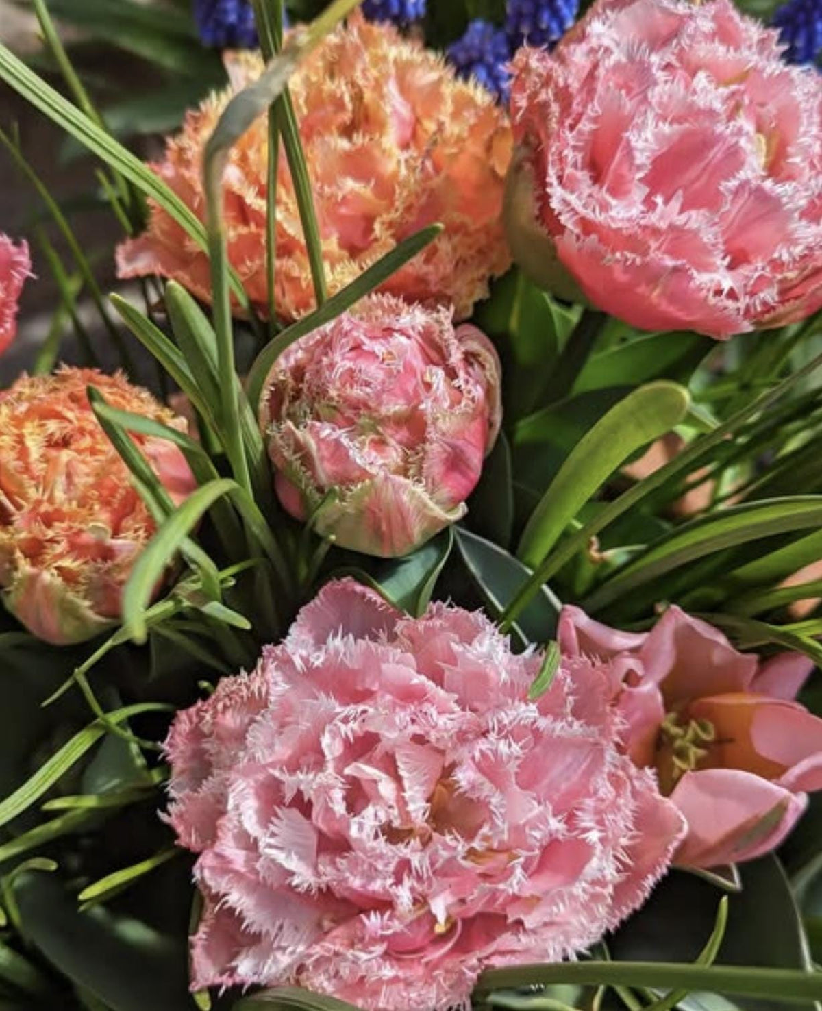 Brisbane & Queensland Mix - 8 Tulip Bulbs