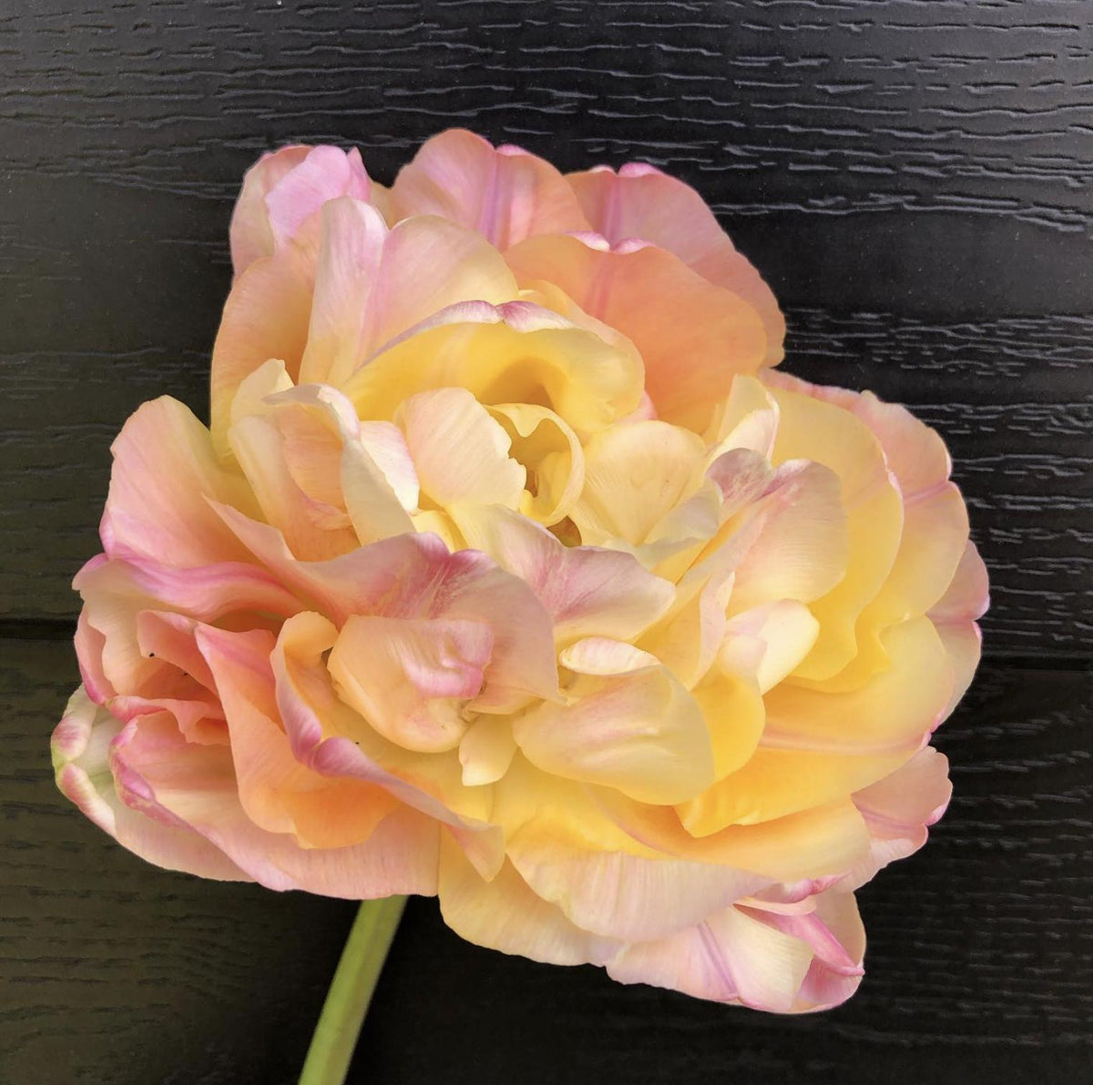Tulip Creme Upstar - 8 Bulbs