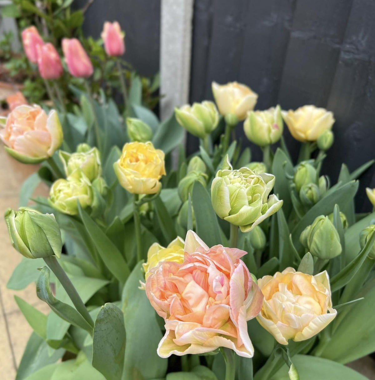 Tulip Creme Upstar - 8 Bulbs
