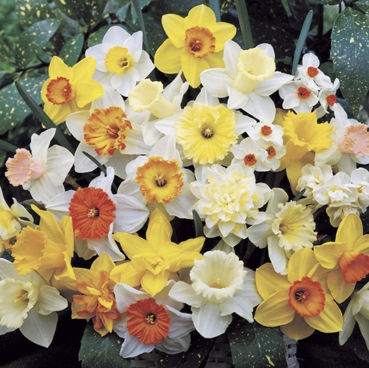 Daffodil Bulb Mix – 35 Pack Bulbs