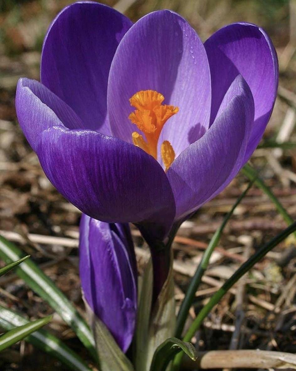 Crocus Vernus Mix – 12 Bulbs