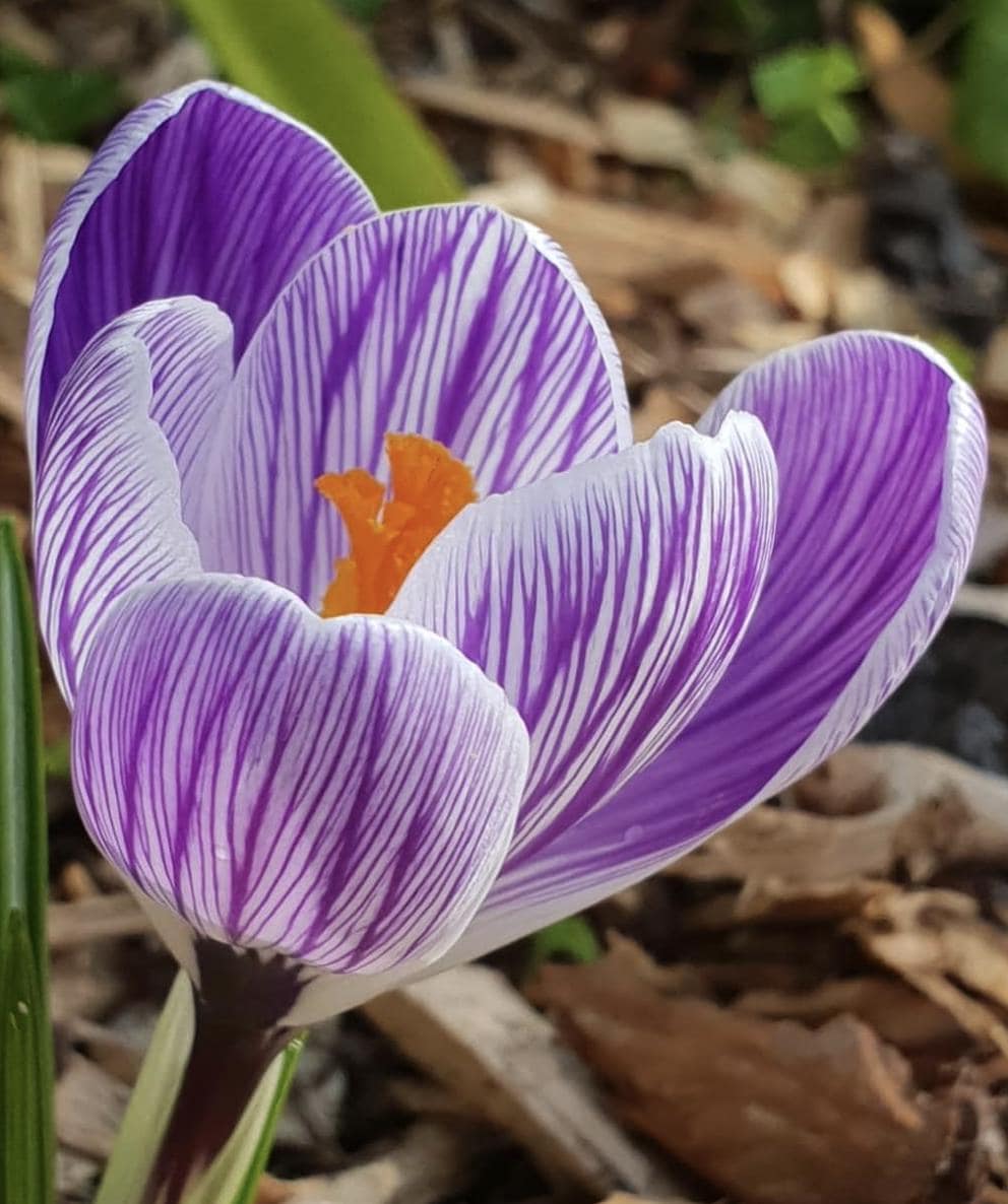 Crocus Vernus Mix – 12 Bulbs