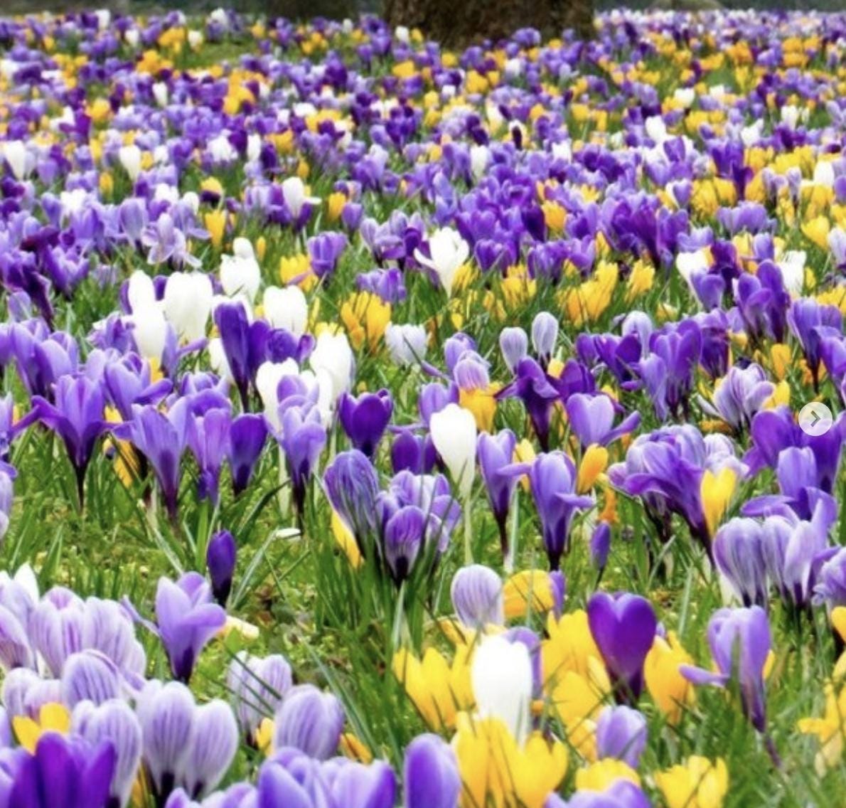 Crocus Vernus Mix – 12 Bulbs