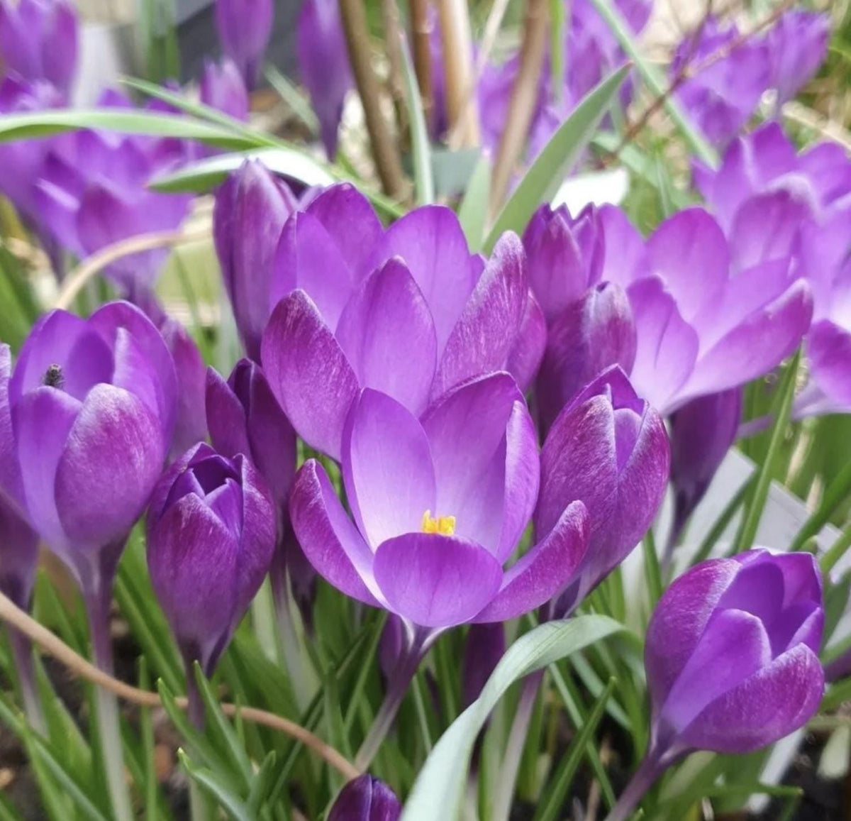 Crocus Tommasinianus Barr's Purple – 15 Bulbs