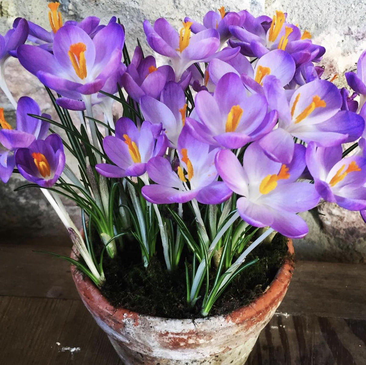 Crocus Tommasinianus Barr's Purple – 15 Bulbs