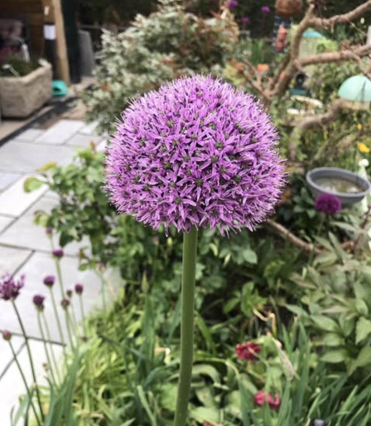 Allium Gladiator Bulbs - 4 Bulbs