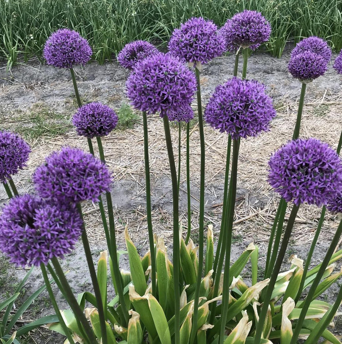 Allium Gladiator Bulbs - 4 Bulbs