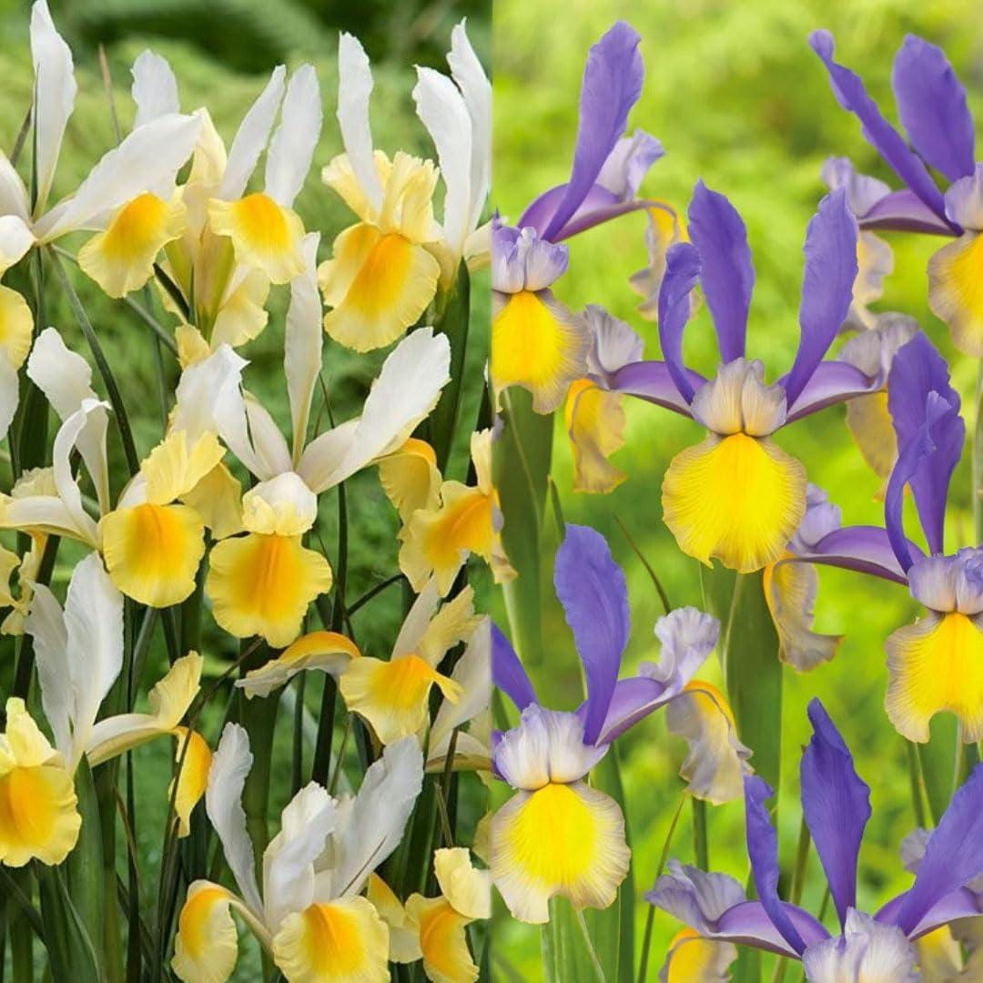 Dutch Iris Bulbs – Miss Saigon and Montecito - 30 Bulbs