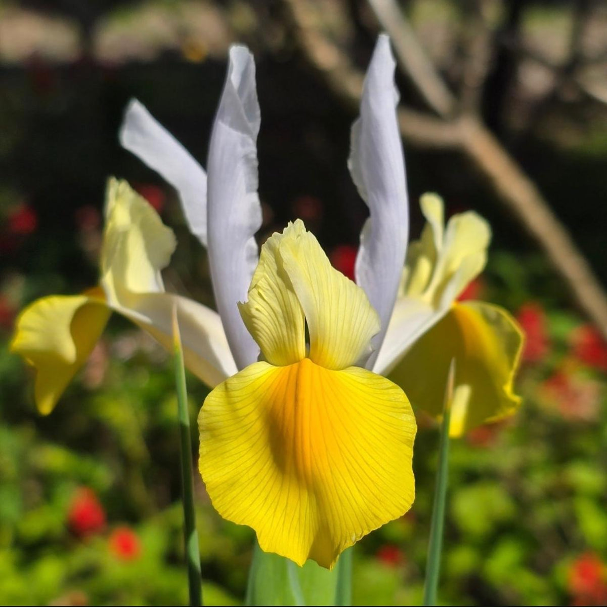 Dutch Iris Bulbs – Miss Saigon and Montecito - 30 Bulbs