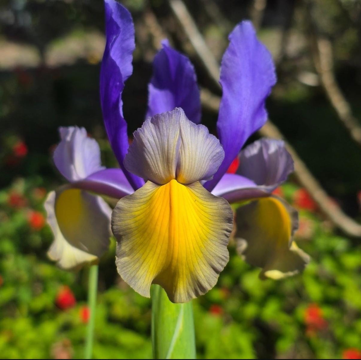 Dutch Iris Bulbs – Miss Saigon and Montecito - 30 Bulbs