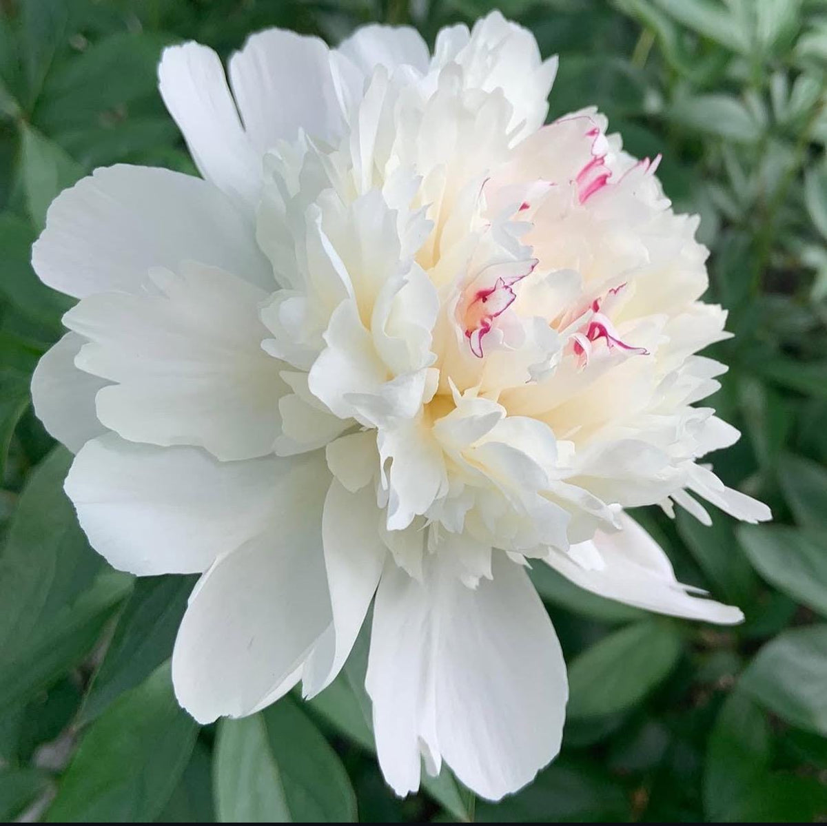 Festiva Maxima Peony Root – Large 3-5 Eye Bare Root Division