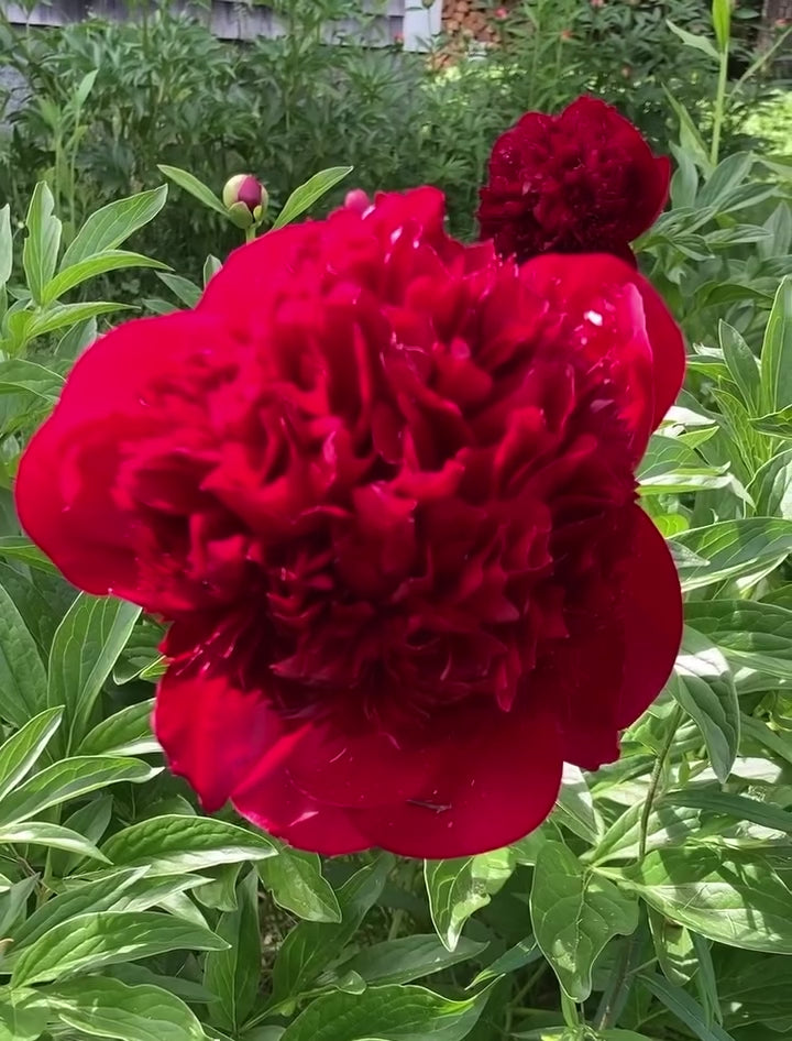 Red Charm Peony Root Large 3-5 Eye – Deep Red Peony Bare Root