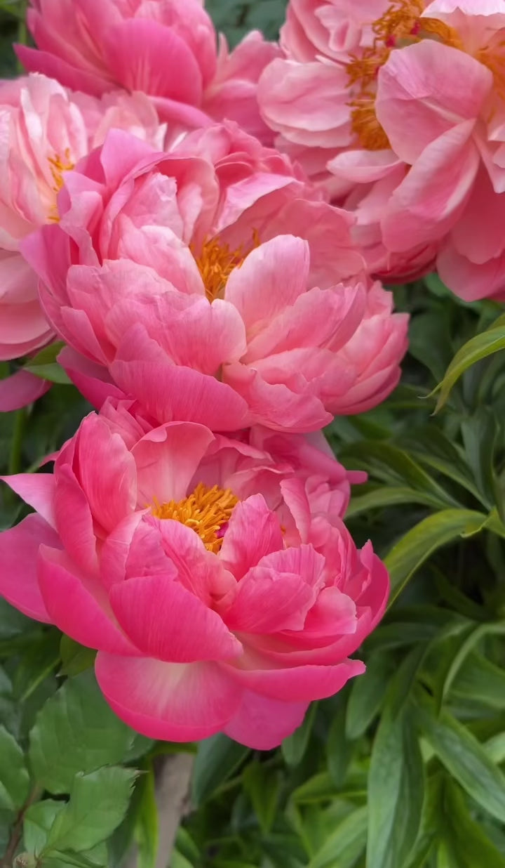 Coral Charm Peony Root – Large 3-5 Eye Bare Root Division